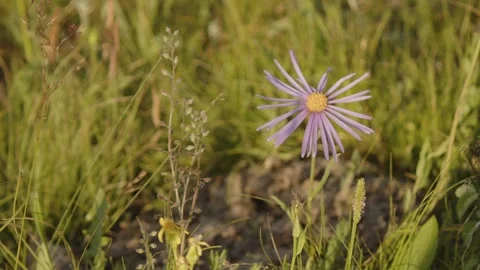 Wildflowers and green grass Stock Footage 280194190