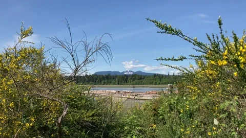 Wildflowers and Mountain Stock Footage 209592481