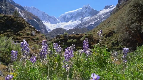 Wildflowers and Mountains Stock Footage 73273232