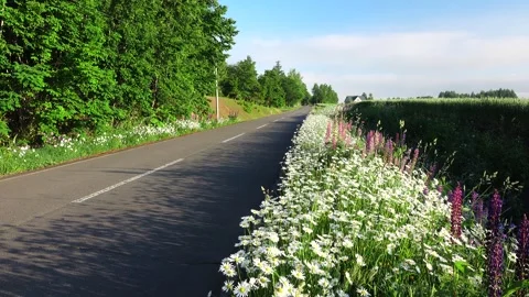 Wildflowers and the Path Stock-Footage 332268930