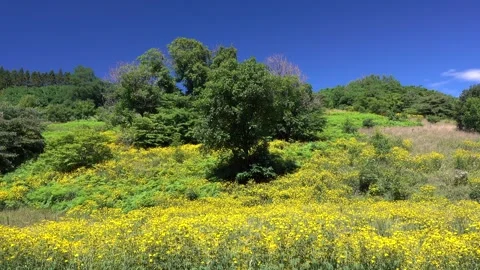 Wildflowers and Trees Vidéo 332358340