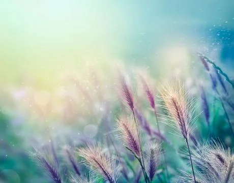 Wildflowers background Stock Illustration