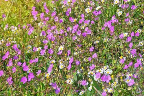 Wildflowers, background Stock Photos