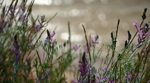 Wildflowers on a background of the river Video stock 65193049