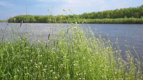 Wildflowers  on a background of the river. Nature. Stock-Footage 37396291