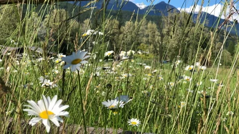Wildflowers, barn in background, mountain valley Stock Footage 146990464