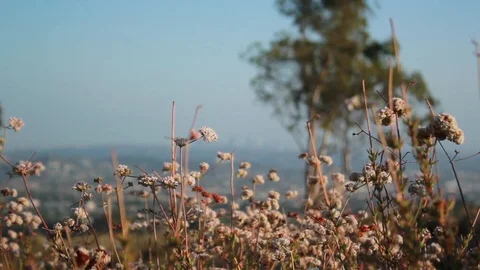 Wildflowers with Bees Stock Footage 91632673