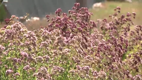 Wildflowers bees Stock Footage 300868088