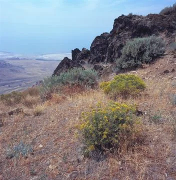 Wildflowers below the summit of Stringham Peak, Antelope Island State Park, Utah Stock Photos