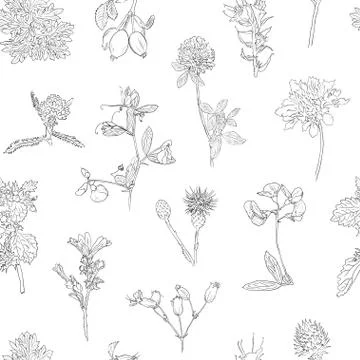 Wildflowers berries seamless pattern Hand drawn vector botanical illustration Illustrazione stock