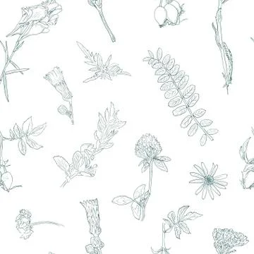 Wildflowers berries seamless pattern Hand drawn vector botanical illustration Stock Illustration