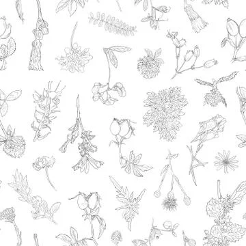 Wildflowers berries seamless pattern Hand drawn vector botanical illustration Stock Illustration