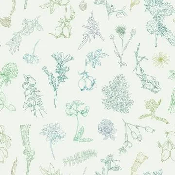 Wildflowers berries seamless pattern Hand drawn vector botanical illustration Stock Illustration