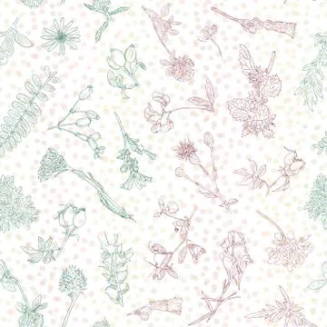 Wildflowers berries seamless pattern Hand drawn vector botanical illustration Stock Illustration
