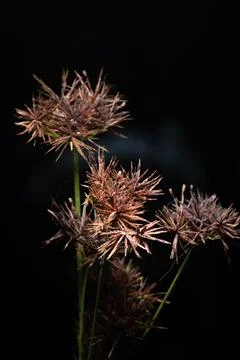 Wildflowers on a black backdrop Stock-Fotos