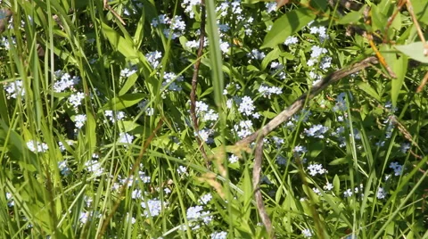 Wildflowers  of the Black Hills Stock Footage 40341856