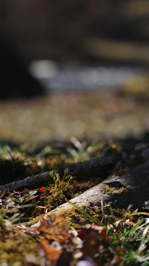 Wildflowers bloom in a forest during early spring beneath fading daylight Stock Footage 308721879