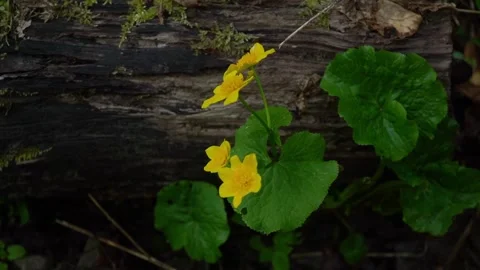 Wildflowers bloom in a forest setting during spring showing vibrant colors 스톡 동영상 330660498