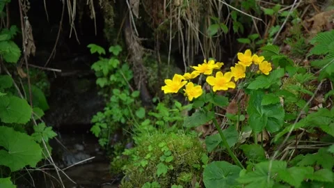 Wildflowers bloom in a forest setting during spring showing vibrant colors Stock-Footage 337173021