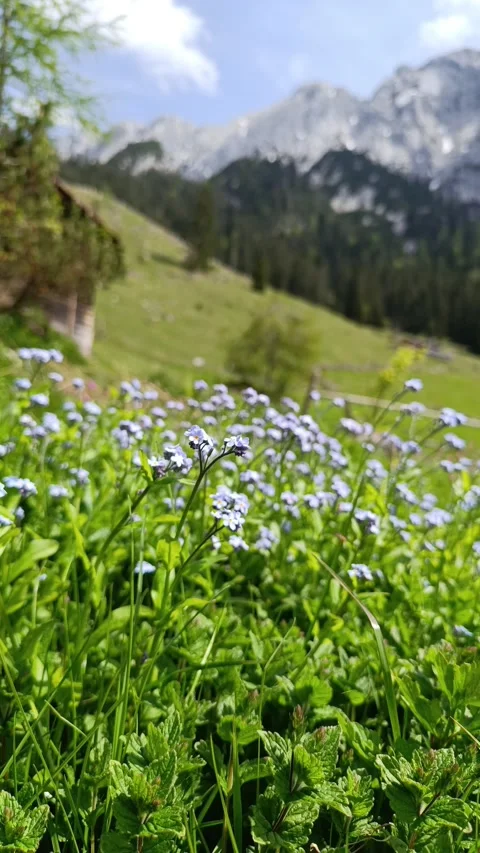 Wildflowers bloom in a mountain meadow Stock-Footage 309911652