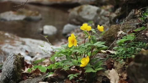 Wildflowers Blooming Along Forest Stream in Peaceful Stock Footage 340538644