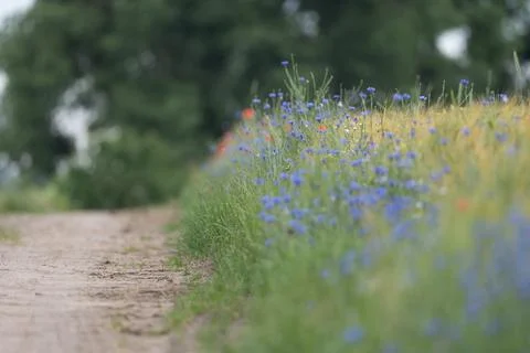Wildflowers Blooming Along The Road Stock Photos