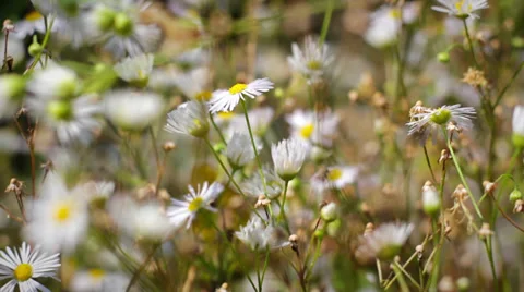 Wildflowers blooming chamomile Stock Footage 28435206