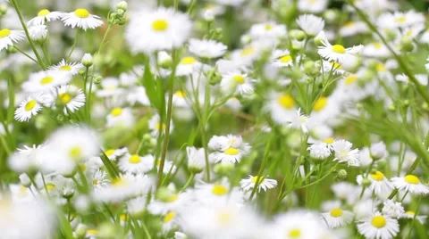 Wildflowers blooming chamomile Stock Footage 40158909