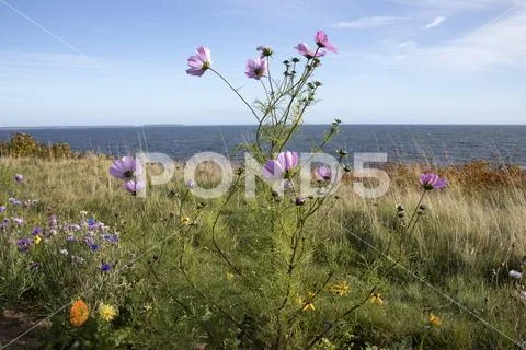 Wildflowers blooming on coastline of Prince Edward Island, Canada Stock Photos