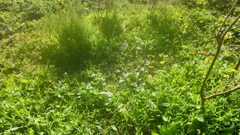 Wildflowers Blooming Stock Footage 328642672