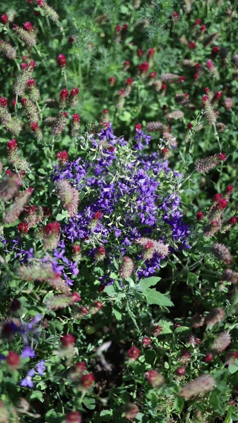 Wildflowers blooming in meadow Stock Footage 336487413