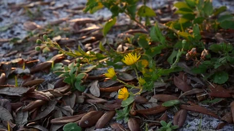 Wildflowers Blow in the Wind Stock Footage 237963140