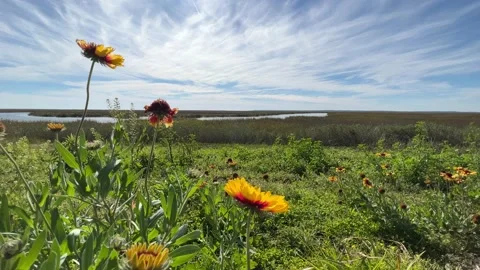 Wildflowers blowing in the breeze. Stock Footage 169958593
