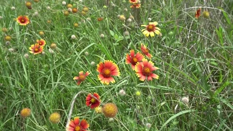 Wildflowers Blowing Stock Footage 270010599