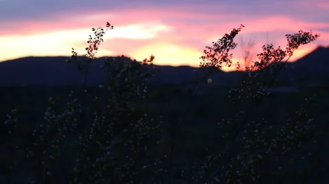 Wildflowers blowing with mountain background Stock Footage 61606349