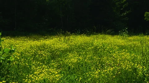 Wildflowers blowing in the wind Stockbeeldmateriaal 155578529