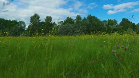 Wildflowers blowing in the wind Stockbeeldmateriaal 155592375