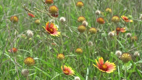Wildflowers Blowing in the Wind Stock Footage 270010594