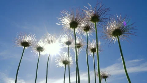 Wildflowers on the blue sky Stock Footage 129016758