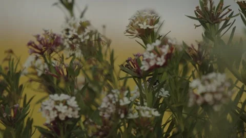 Wildflowers blurry background Stock Footage 280194585