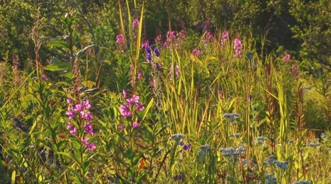 Wildflowers in Breeze Stock Footage 8519383