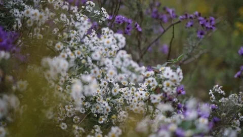 Wildflowers in the breeze 動画素材 86611930