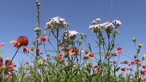 Wildflowers, a bugs-eye view Stock Footage 23853201