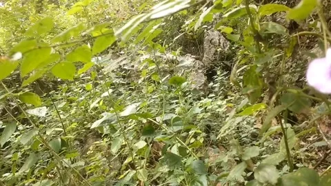 Wildflowers in the bush Stock Footage 332924256