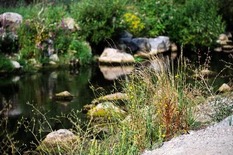 Wildflowers by the calm stream Stock Photos