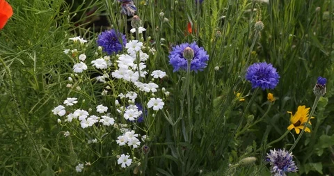 Wildflowers of Canada Stock Footage 92187211
