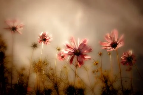 Wildflowers card Stock Photos