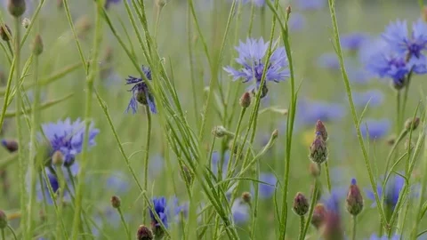 Wildflowers. Centaurea paniculata Stock Footage 79398329