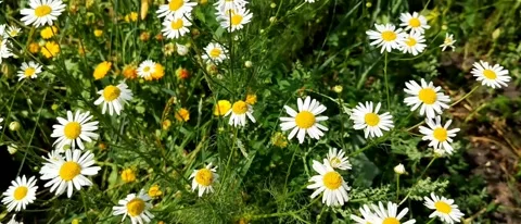 Wildflowers chamomile, chicory, cornflower top view 스톡 동영상 205870954