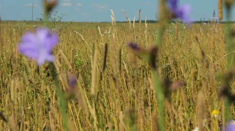 Wildflowers - change focus Stock Footage 49694342